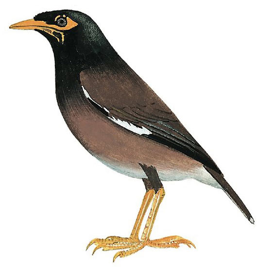 Common Myna