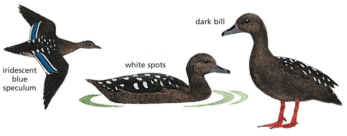 African Black Duck