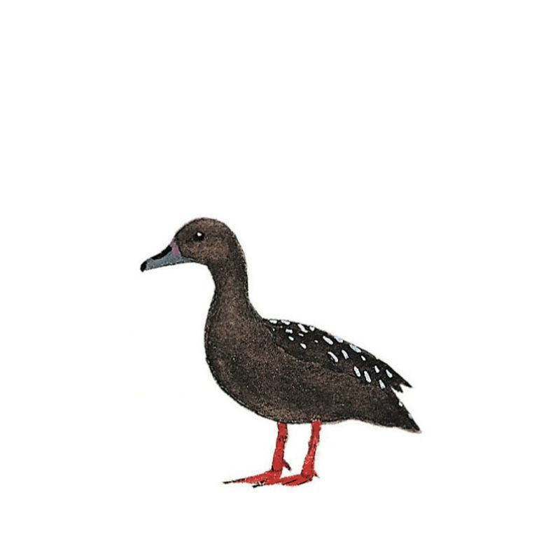 African Black Duck