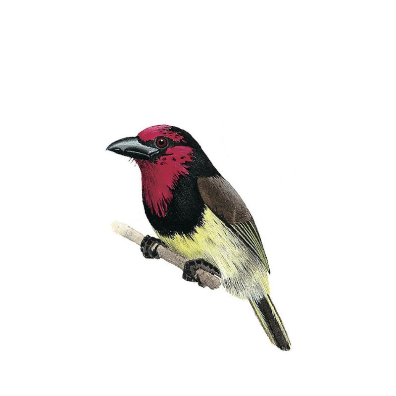 Black-Collared Barbet