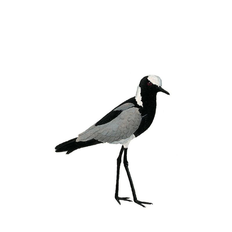 Blacksmith Lapwing