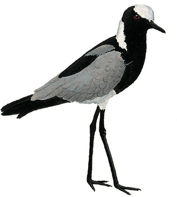 Blacksmith Lapwing