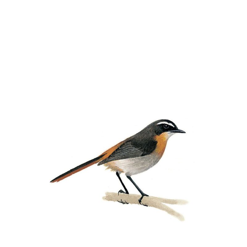 Cape Robin-Chat