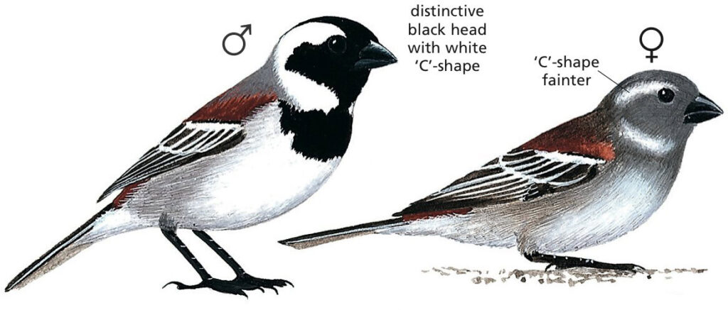 Cape Sparrow