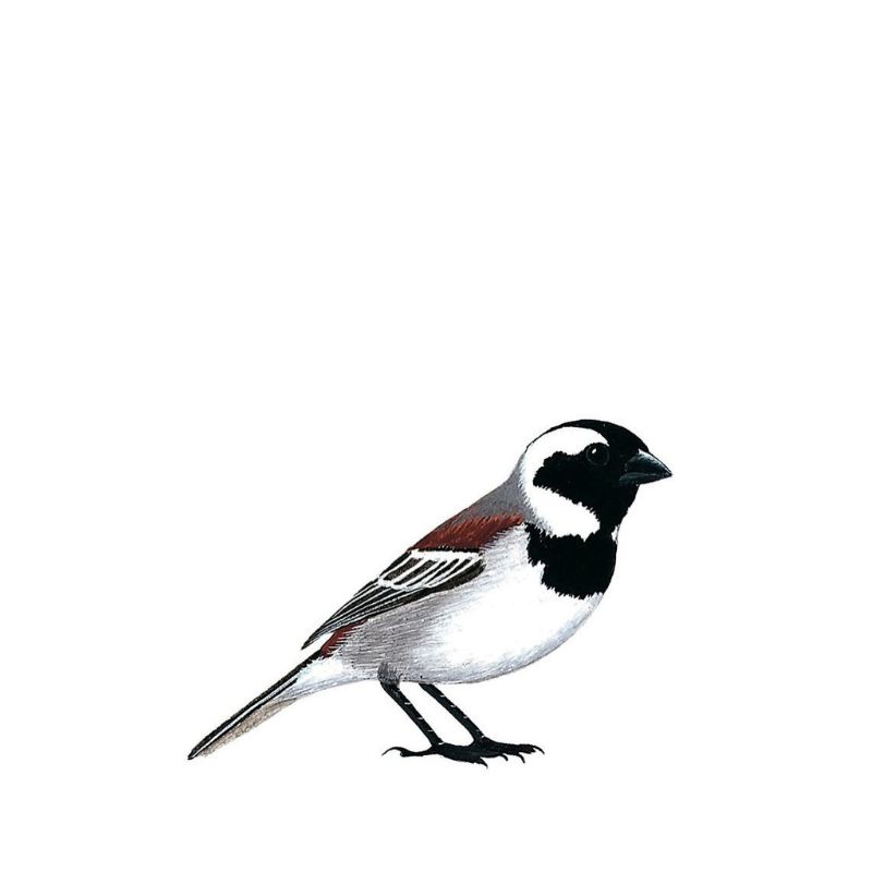 Cape Sparrow