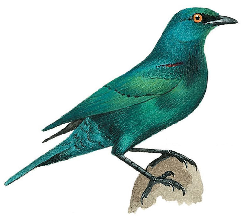 Cape Starling