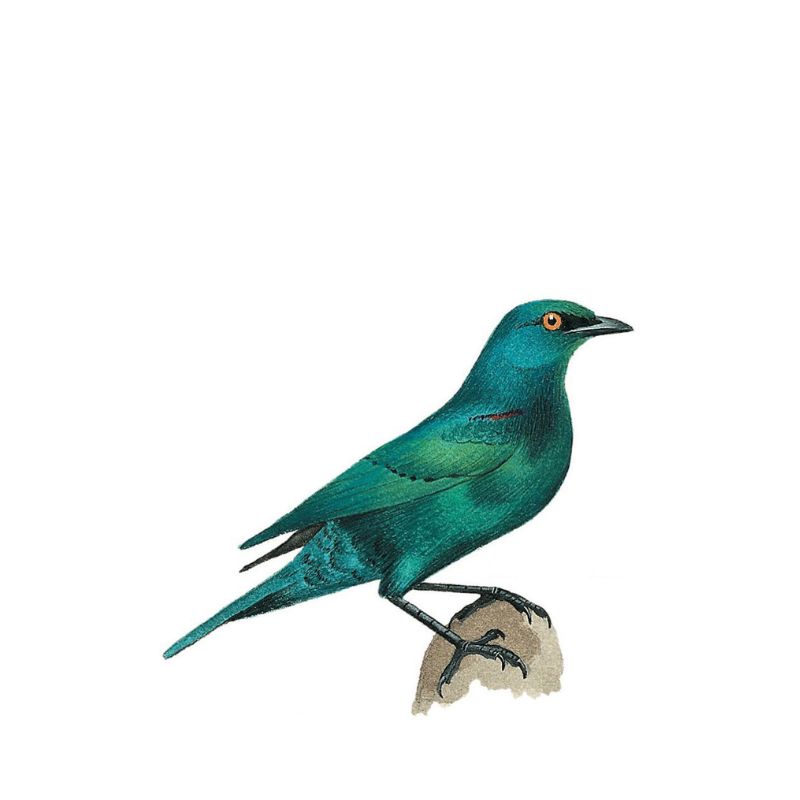 Cape Starling