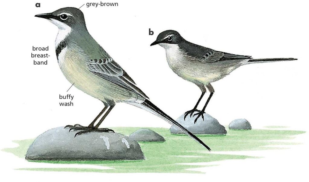 Cape Wagtail