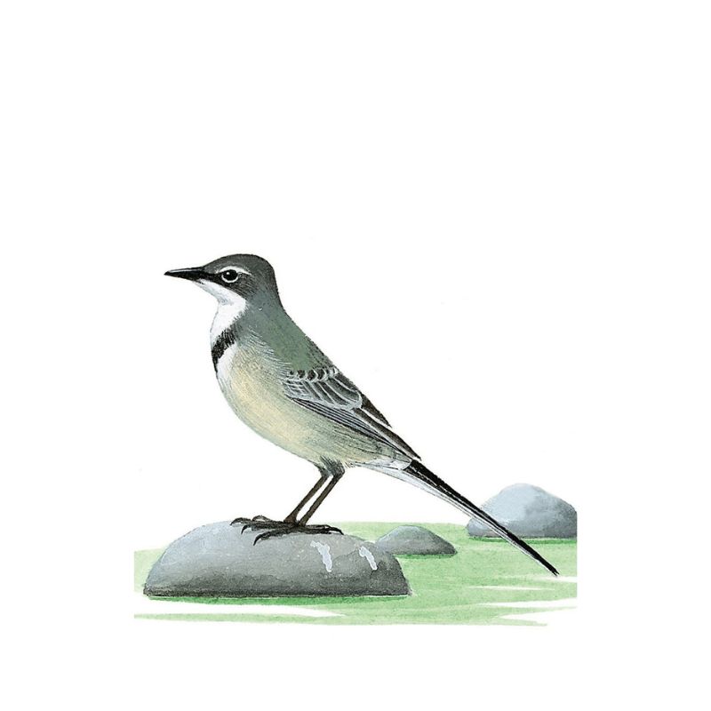 Cape Wagtail