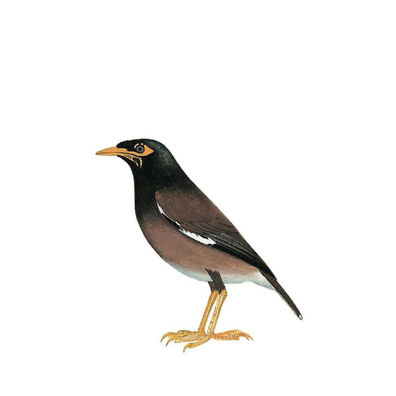 Common Myna