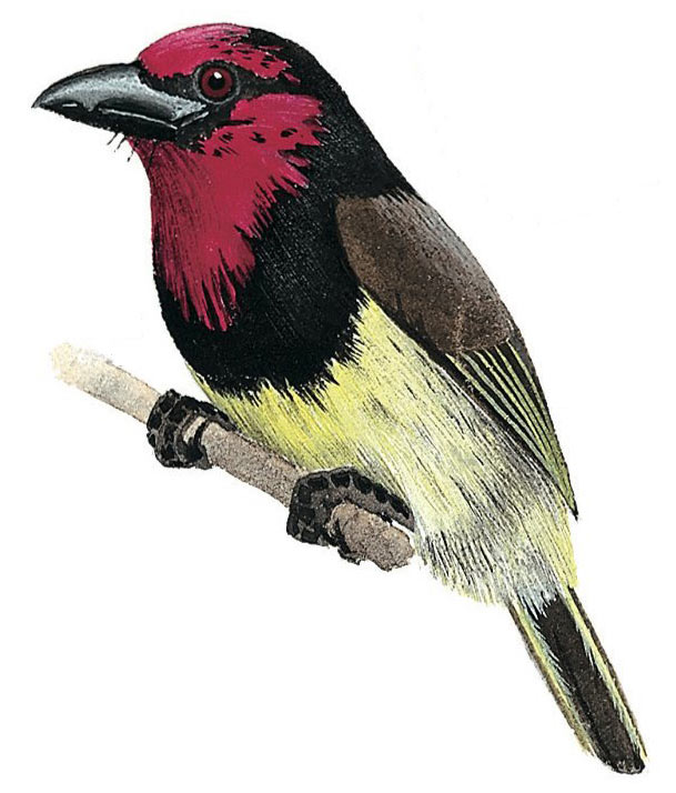 Black-collared Barbet