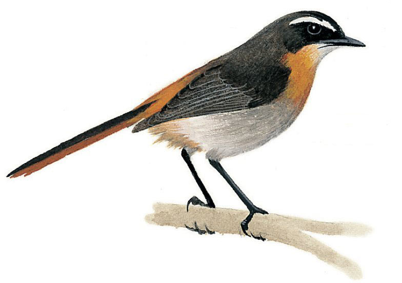 Cape Robin-Chat