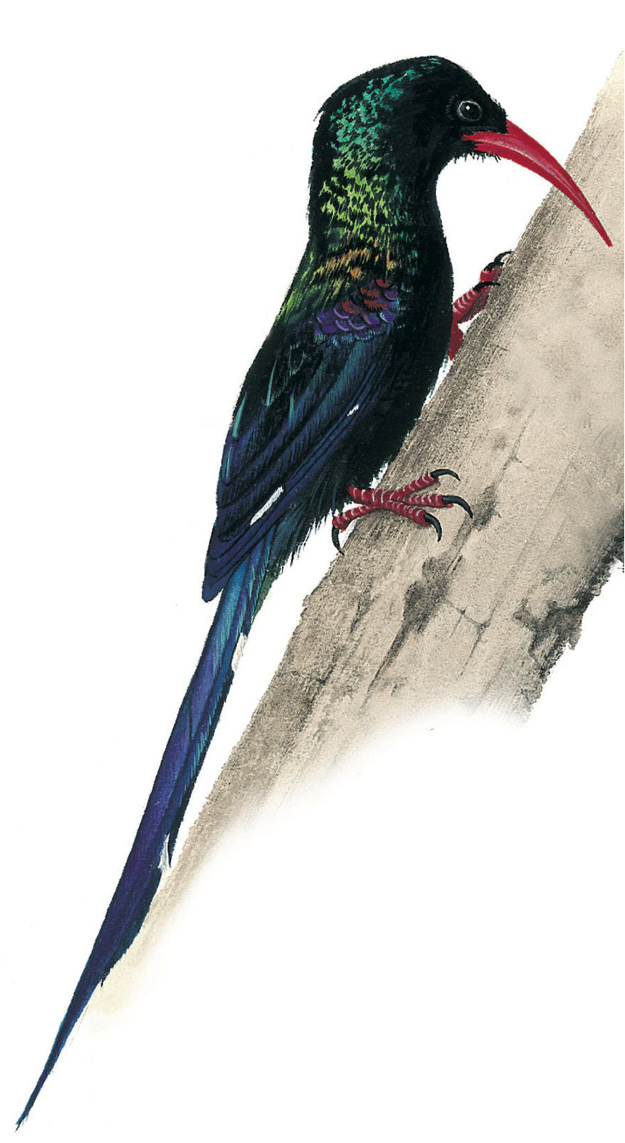 Green Wood Hoopoe