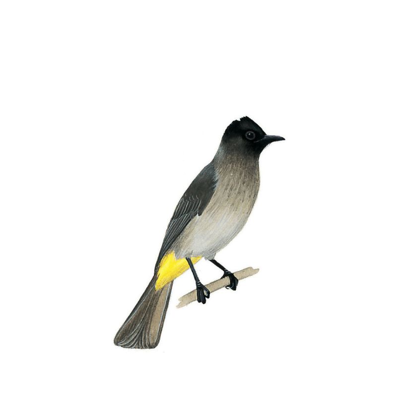 Dark Capped Bulbul