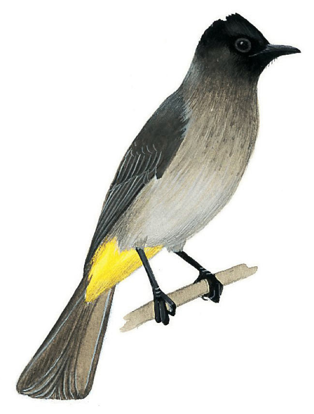 Dark-capped Bulbul