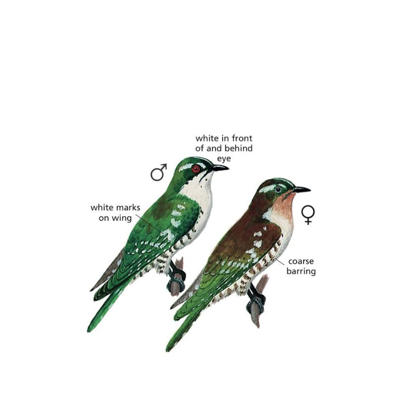 Dierderik Cuckoo