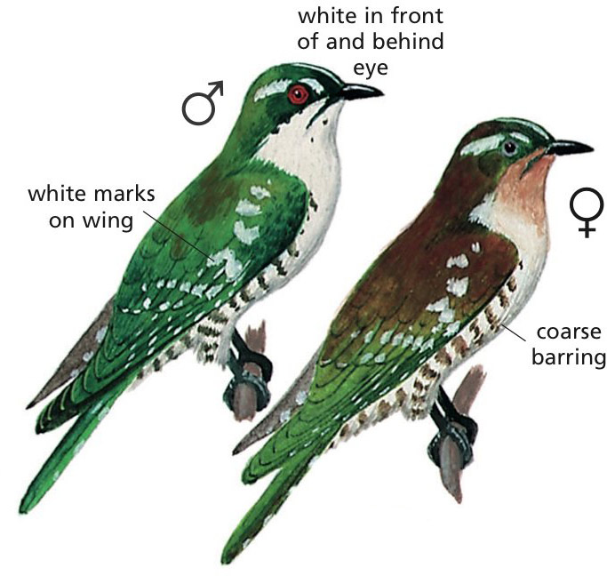 Diederik Cuckoo