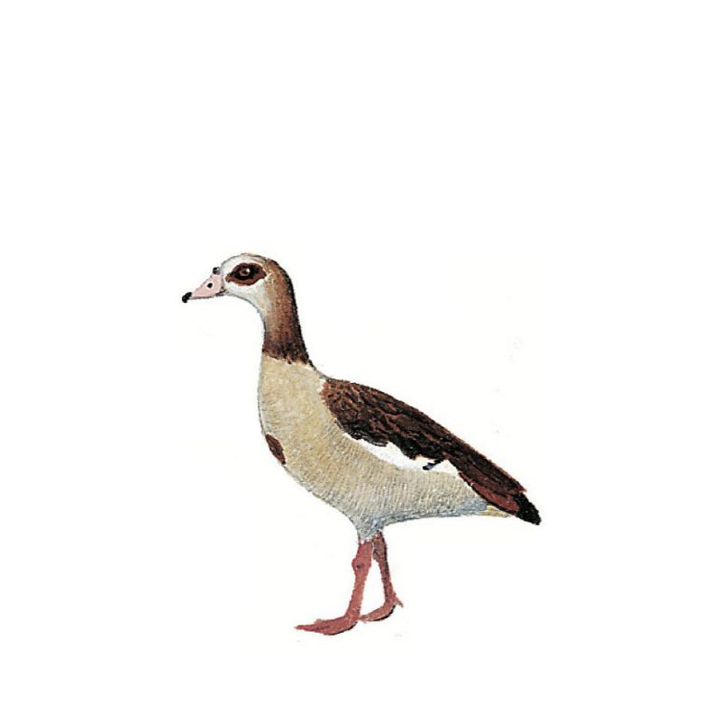 Egyptian Goose