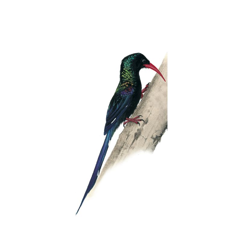 Green Wood Hoopoe