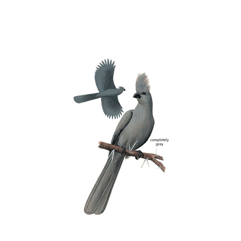 Grey Go-away-bird