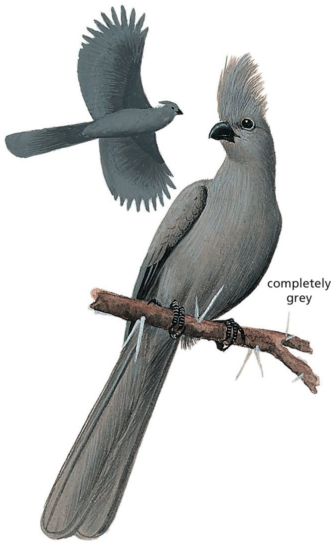 Grey Go-away-bird