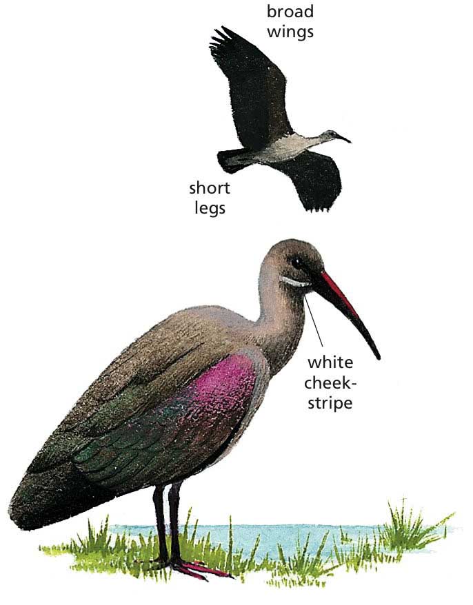 Hadada Ibis