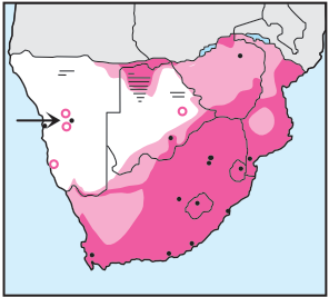 Hadada Ibis Distribution