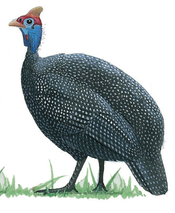 Helmeted Guineafowl