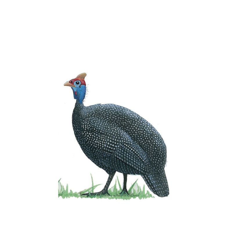 Helmeted Guineafowl