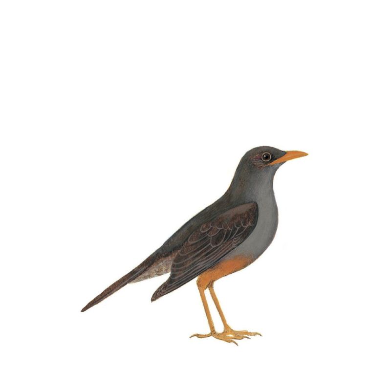 Karoo Thrush