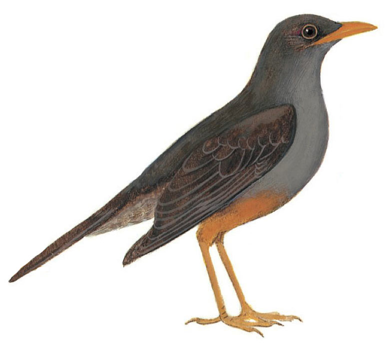 Karoo Thrush