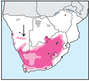 Karoo Thrush Distribution