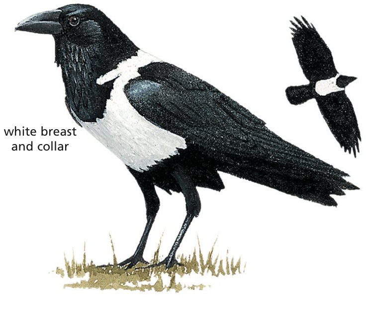 Pied Crow