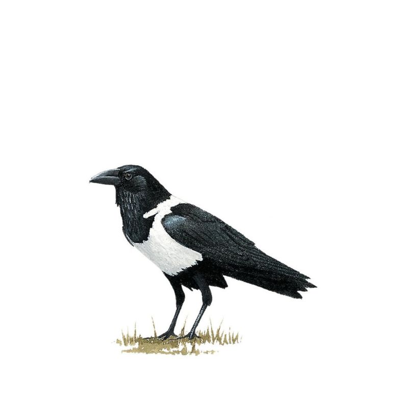 Pied Crow