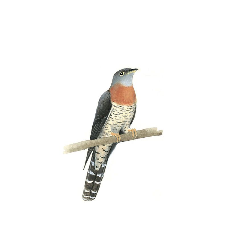 Red Chested Cuckoo