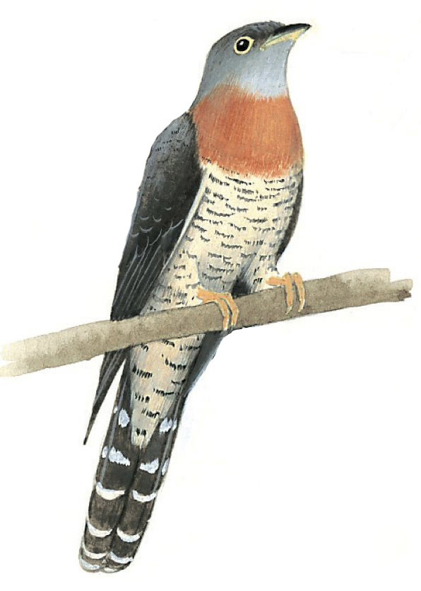 Red-chested Cuckoo