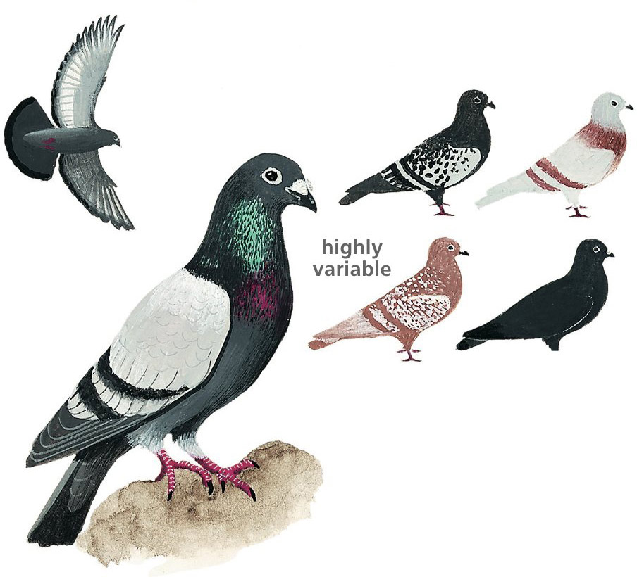 Rock Dove