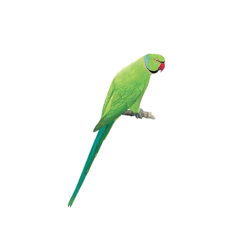 Rose-ringed Parakeet