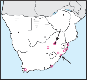 Rose-ringed Parakeet Distribution