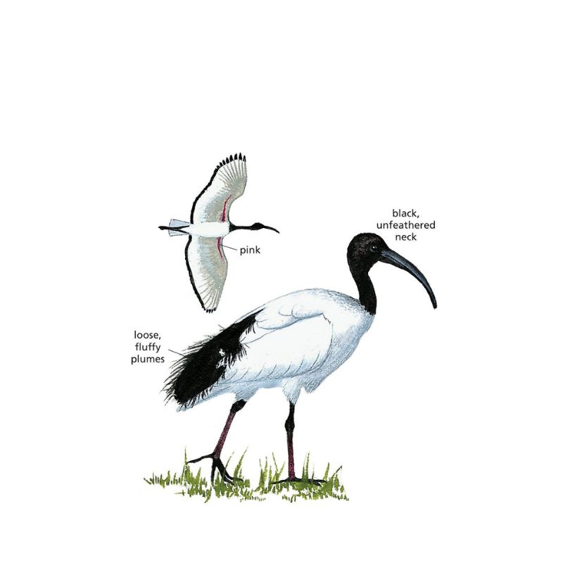 Sacred Ibis