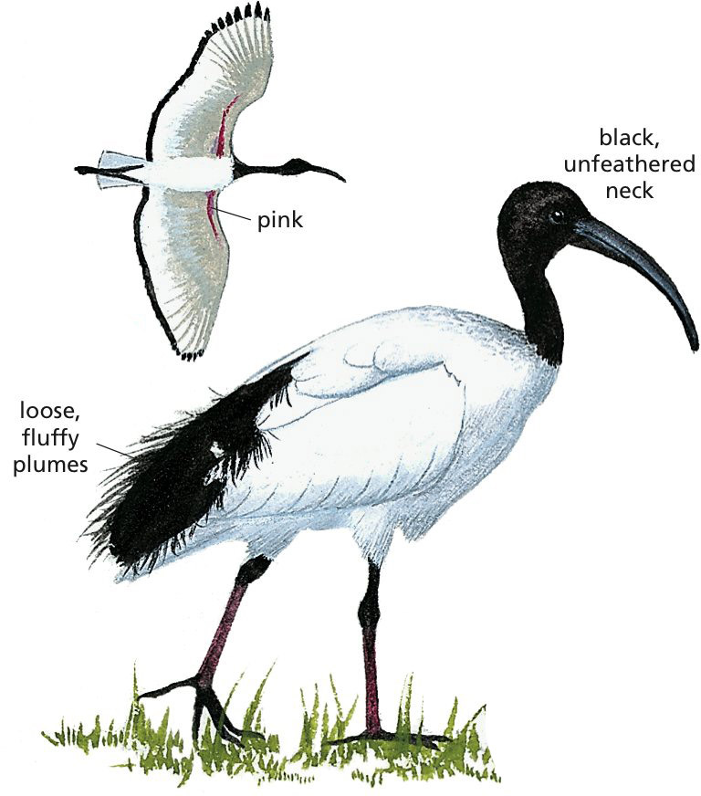 African Sacred Ibis