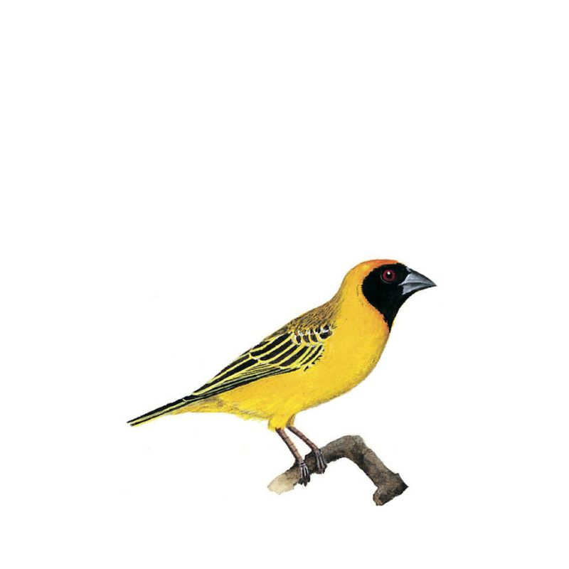 Southern Masked Weaver