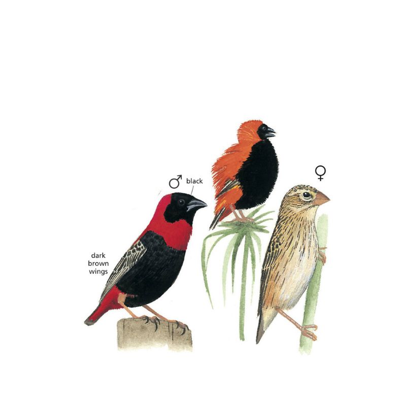 Southern Red Bishop