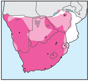 Rock Dove Distribution