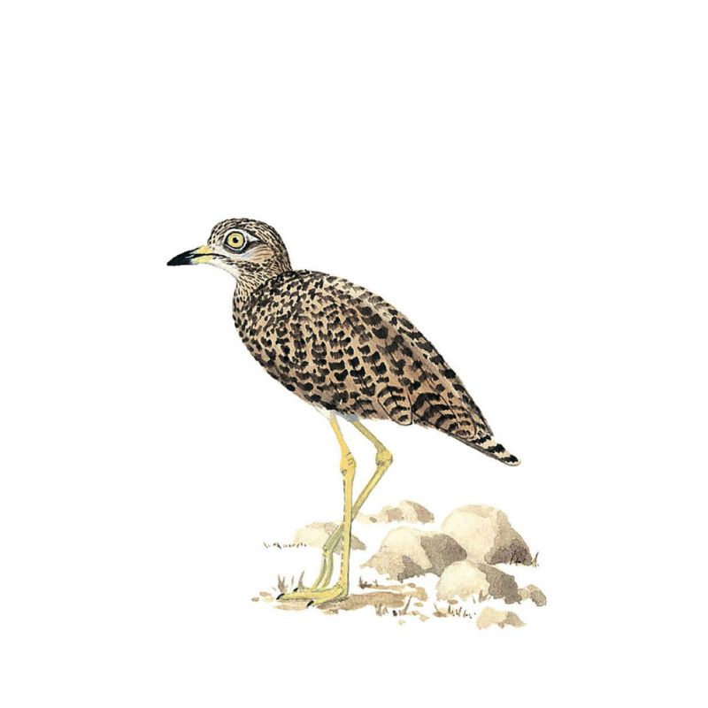 Spotted Thick knee