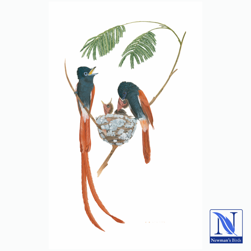 Kenneth Newman Print - African Paradise Flycatcher Print