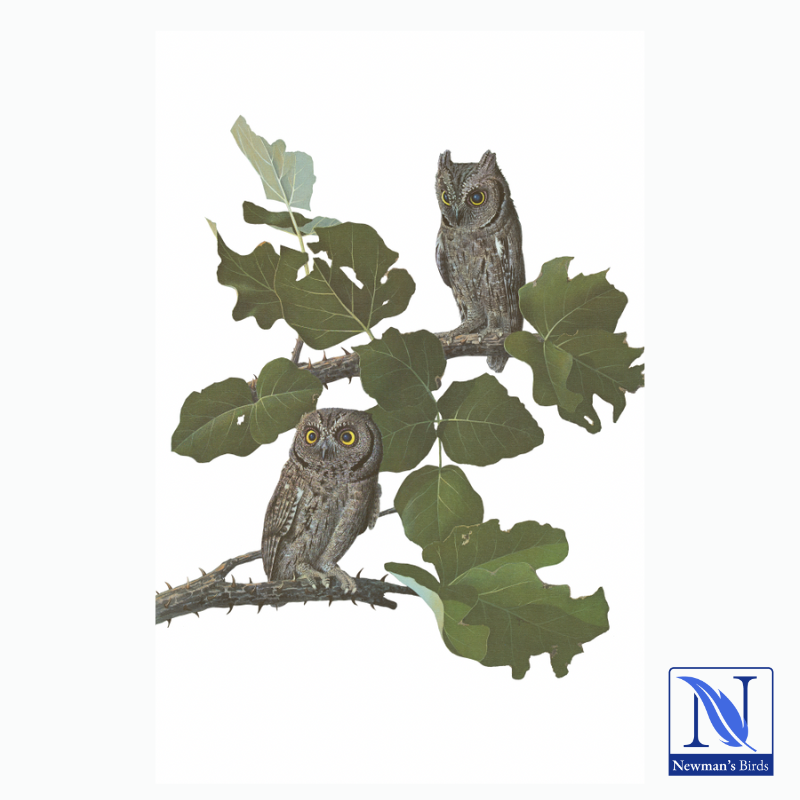 Kenneth Newman Print - African Scops Owl Print