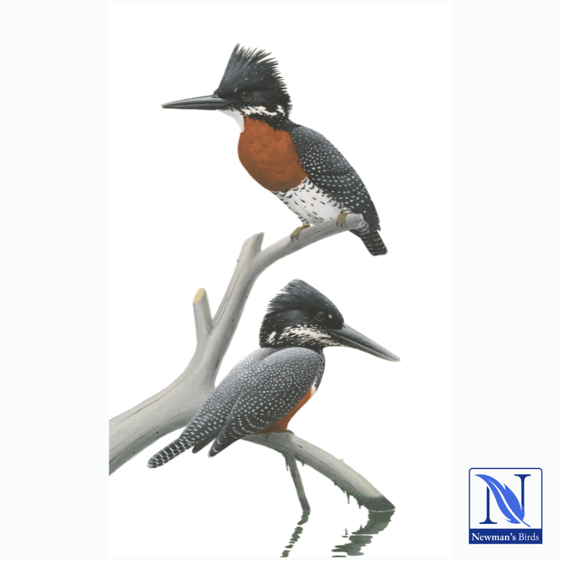 Kenneth Newman Print - Giant Kingfisher