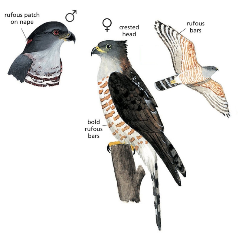 Newman's-African Cuckoo Hawk-800x800