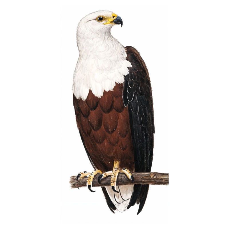 Newman's-African Fish Eagle